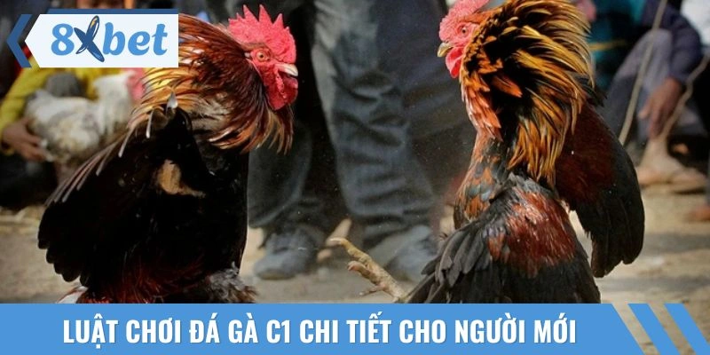 Luật chinh phục hình thức đấu chiến kê C1 cơ bản